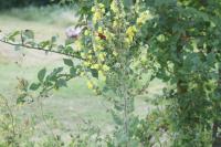 Verbascum blattaria