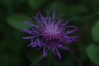 Centaurea jacea grp.