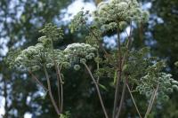 Angelica sylvestris