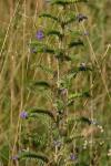 Echium vulgare