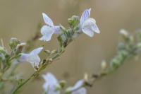 Linaria repens