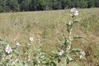 Althaea officinalis