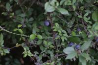 Prunus spinosa