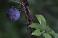 Prunus spinosa