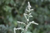 Artemisia vulgaris