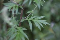Artemisia vulgaris
