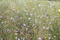 Cichorium intybus
