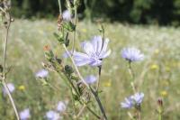 Cichorium intybus