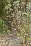 Carlina vulgaris