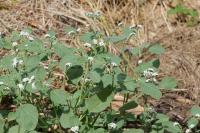 Heliotropium europaeum