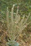 Verbascum lychnitis