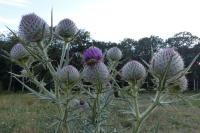 Cirsium eriophorum