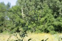 Artemisia vulgaris