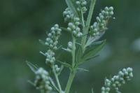Artemisia vulgaris