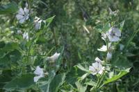 Althaea officinalis