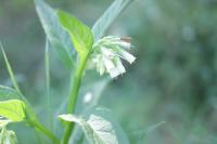 Symphytum officinale