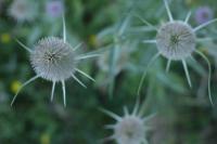 Dipsacus fullonum