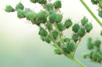 Filipendula ulmaria