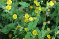 Pulicaria dysenterica