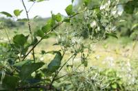 Clematis vitalba