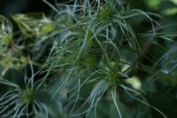 Clematis vitalba