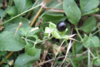 Silene baccifera