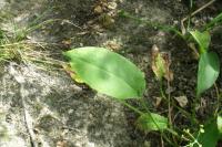 Alisma plantago-aquatica