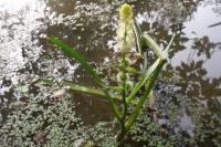Sparganium emersum
