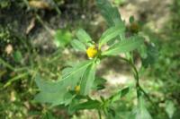 Bidens tripartita