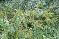 Filipendula ulmaria