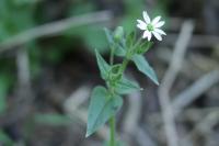 Stellaria aquatica
