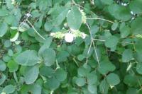 Symphoricarpos albus