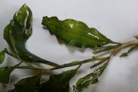 Potamogeton lucens