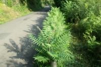 Ailanthus altissima