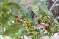 Parietaria judaica