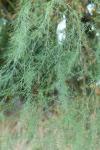 Asparagus officinalis