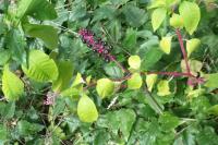 Phytolacca americana