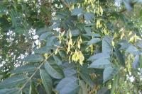 Ailanthus altissima