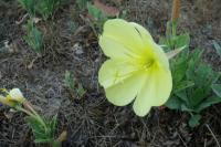 Oenothera glazioviana