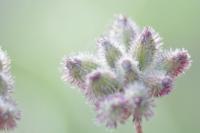 Torilis japonica