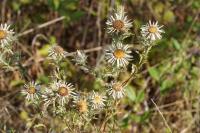 Carlina vulgaris
