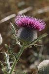 Cirsium eriophorum