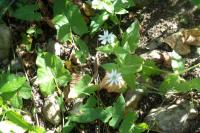 Stellaria aquatica