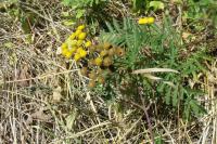 Tanacetum vulgare