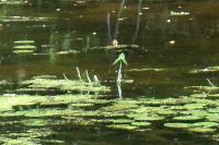 Sagittaria sagittifolia