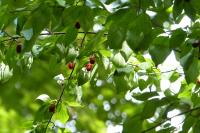 Cornus mas