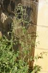 Chenopodium album