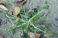 Cyperus fuscus
