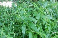 Persicaria hydropiper