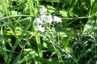 Achillea ptarmica